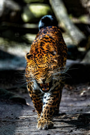 Shri Lanka