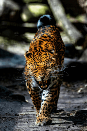 Leopard Tracking in Yala