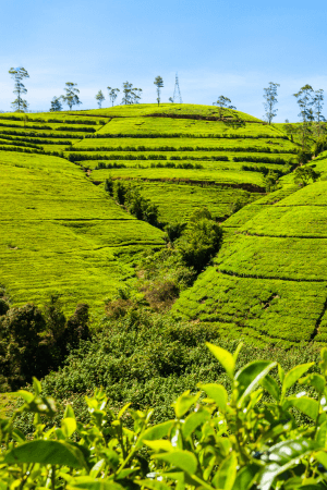 World Famous Ceylon Tea
